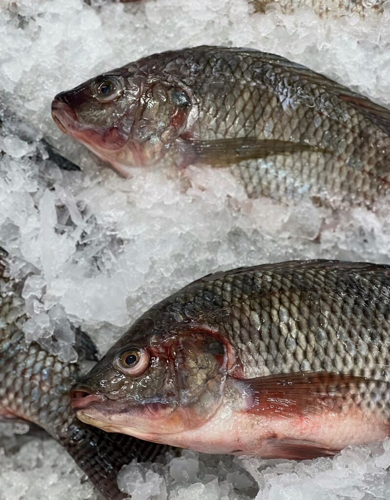 tilapia, fish, fresh fish, nature, marine, market, raw, bazaar, freeze, fresh food